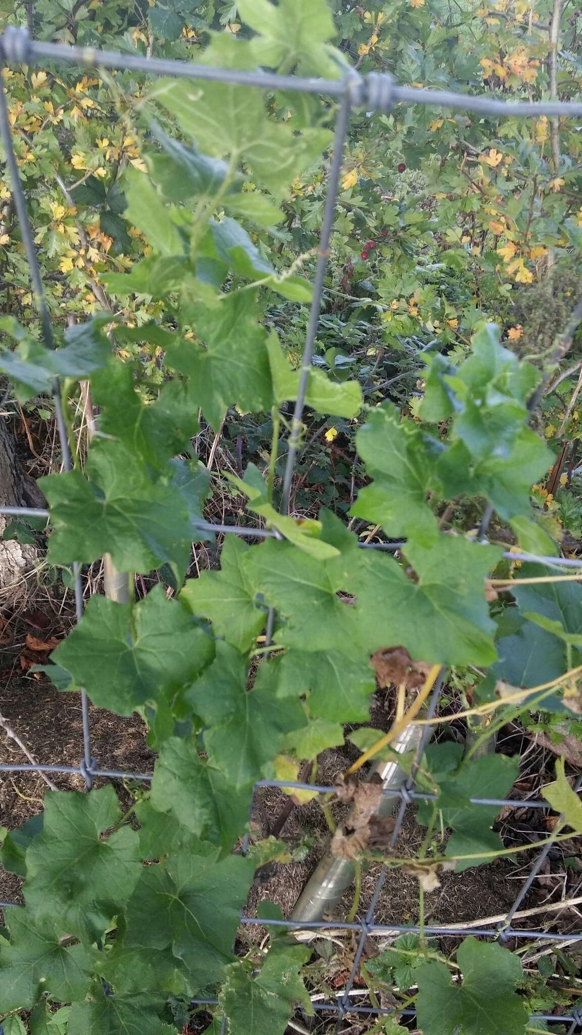 Image of white bryony