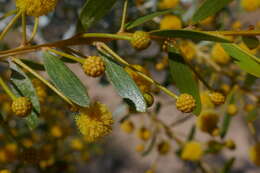 Image de Acacia melleodora Pedley