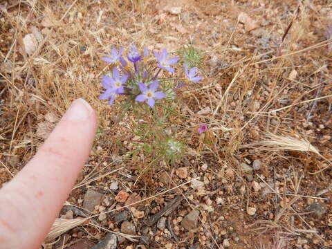 Imagem de Eriastrum pluriflorum (A. A. Heller) Mason