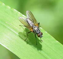 Image of Root-maggot fly