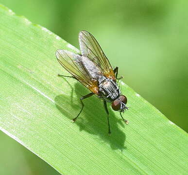 Image of Root-maggot fly