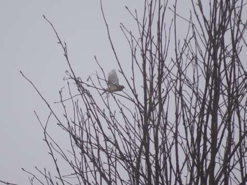 Image of Common Reed Bunting