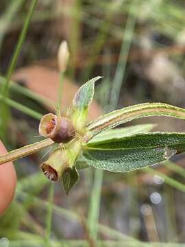 Image of Osbeckia chinensis L.