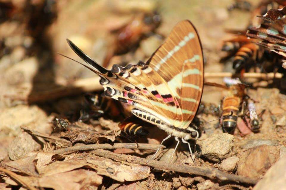 Image de Graphium aristeus (Stoll 1780)