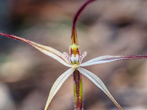 Image of Daddy-long-legs