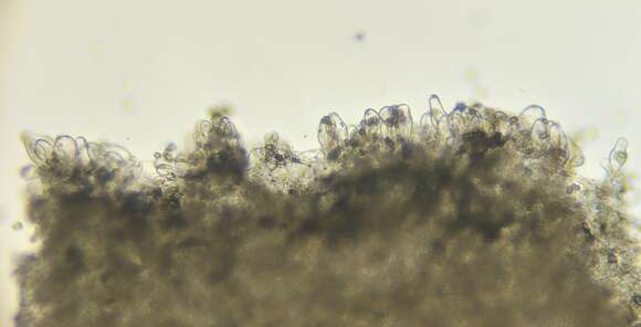 Image of Inocybe lanuginosa (Bull.) P. Kumm. 1871