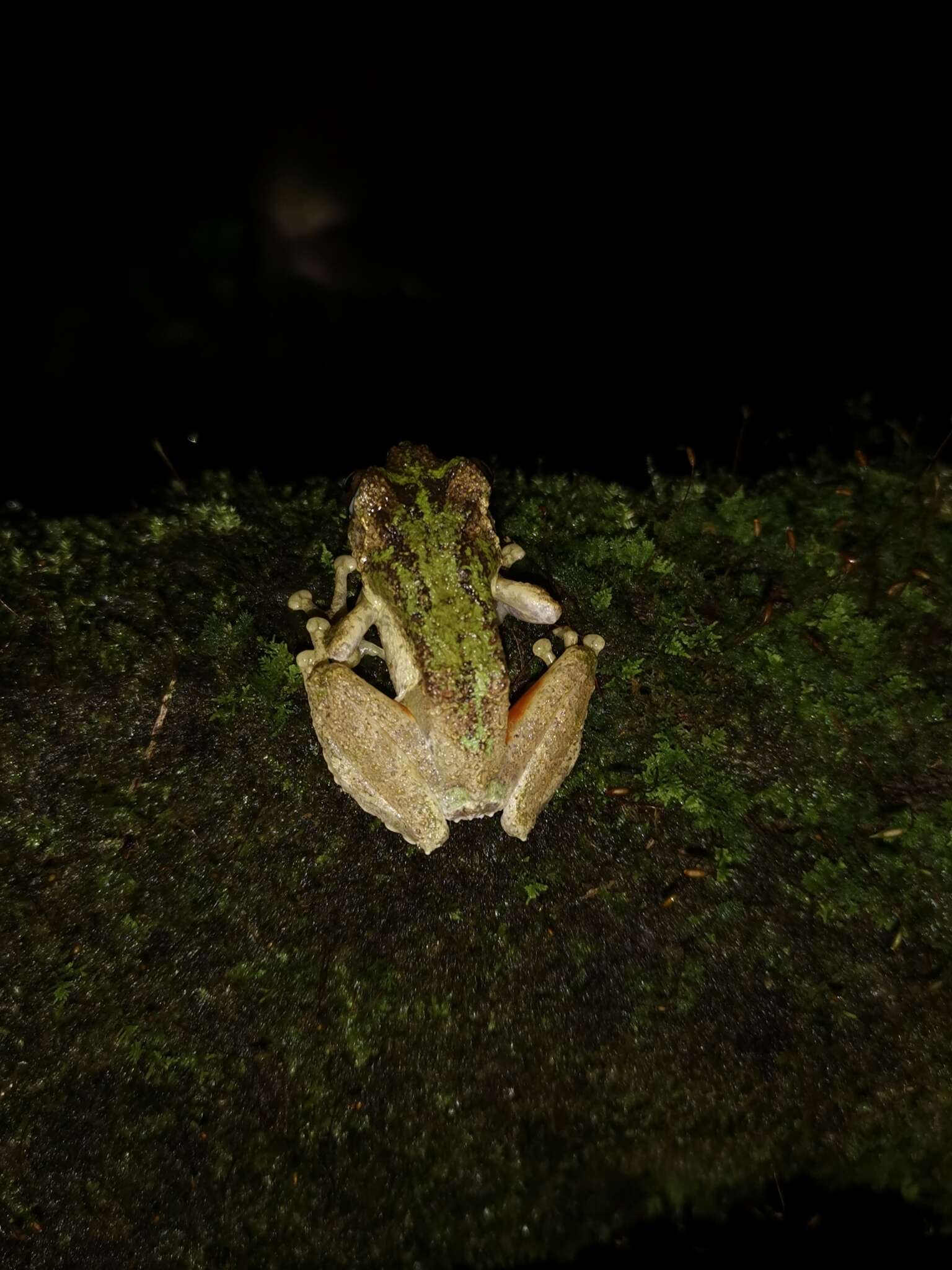 Слика од Kurixalus odontotarsus (Ye & Fei ex Ye, Fei & Hu 1993)