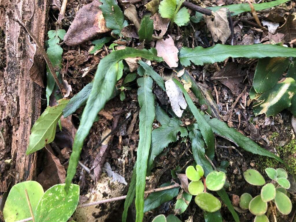 Image of Asplenium attenuatum R. Br.