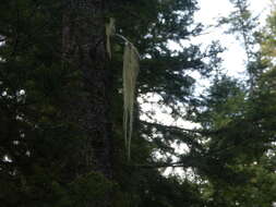 Image of witch's hair lichen