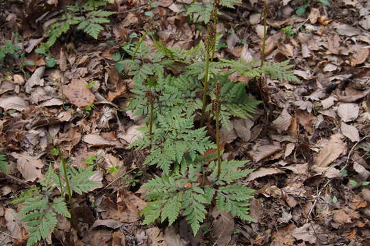 Image of Sceptridium japonicum (Prantl) Lyon