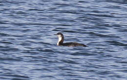 Image of Pacific Diver