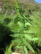 Image of Thelypteris confluens (Thunb.) C. V. Morton