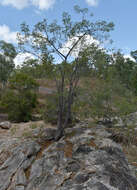 Image of Cochlospermum gillivraei subsp. gregorii