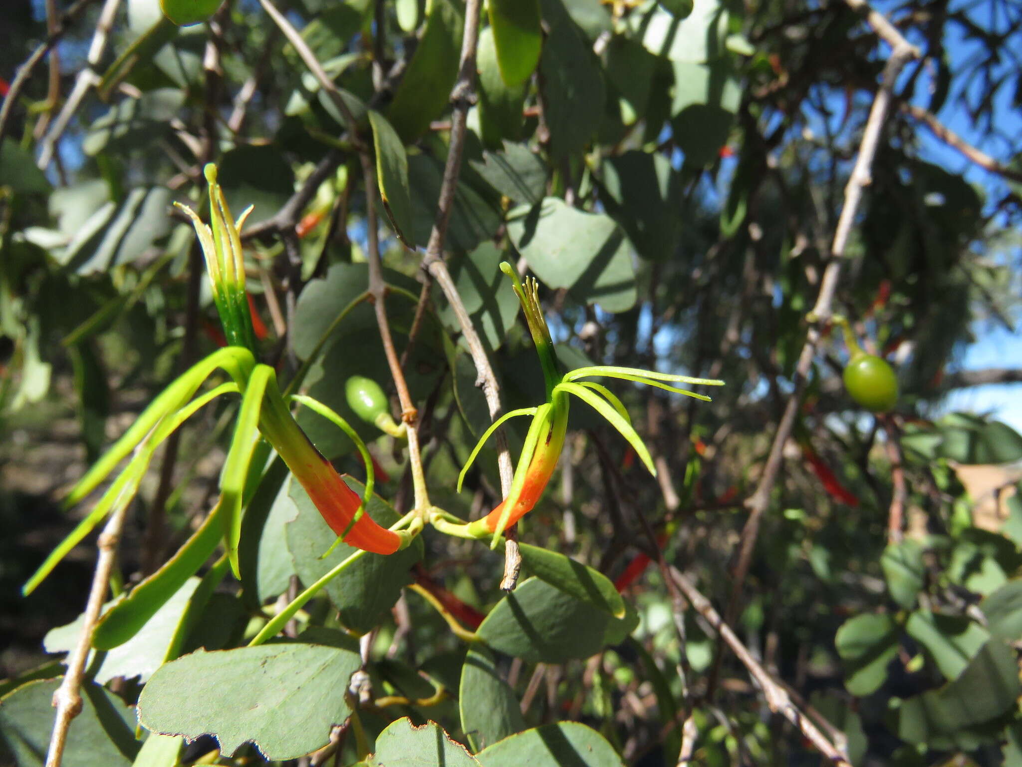 Image of Lysiana spathulata (Blakely) Barlow