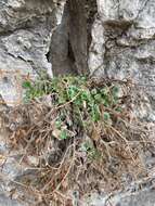 Image of geraniumleaf phacelia