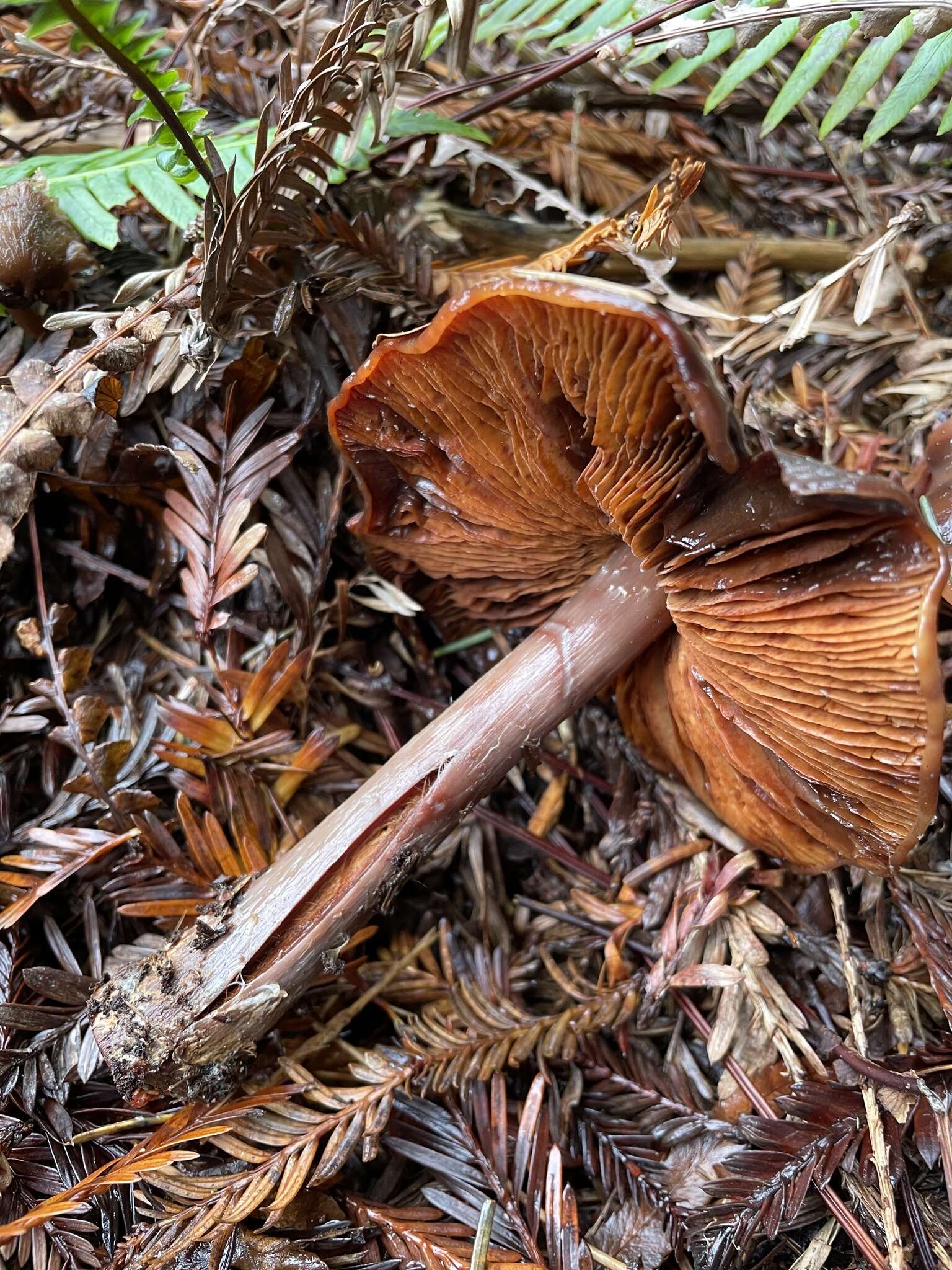 Phaeocollybia redheadii Norvell 2000 resmi