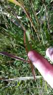 Image of hairy cupgrass