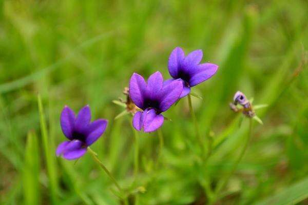 Image of Monopsis unidentata subsp. unidentata