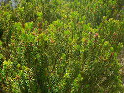 صورة Erica platycodon subsp. platycodon