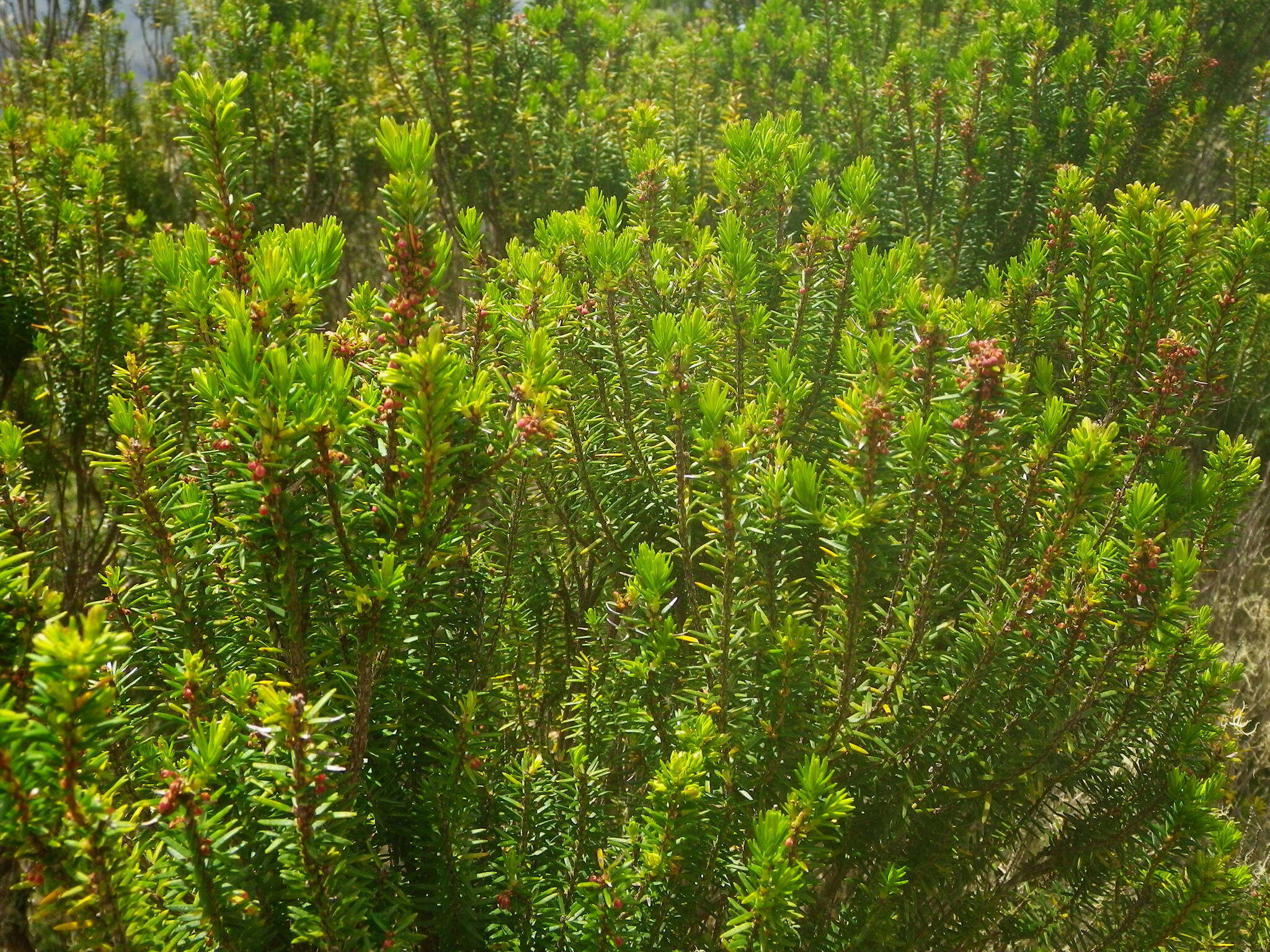 Imagem de Erica platycodon subsp. platycodon