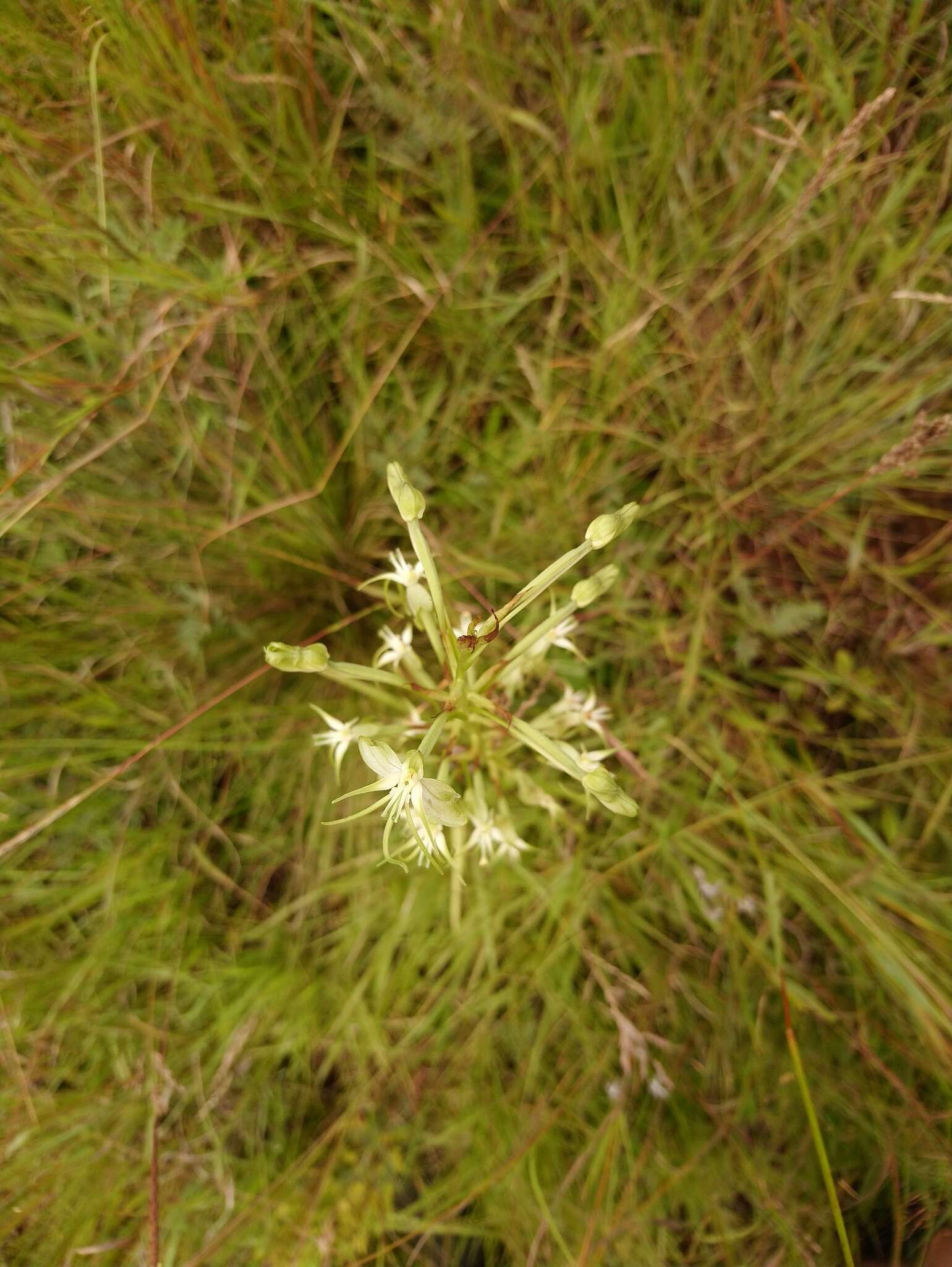 Image de Habenaria nyikana Rchb. fil.