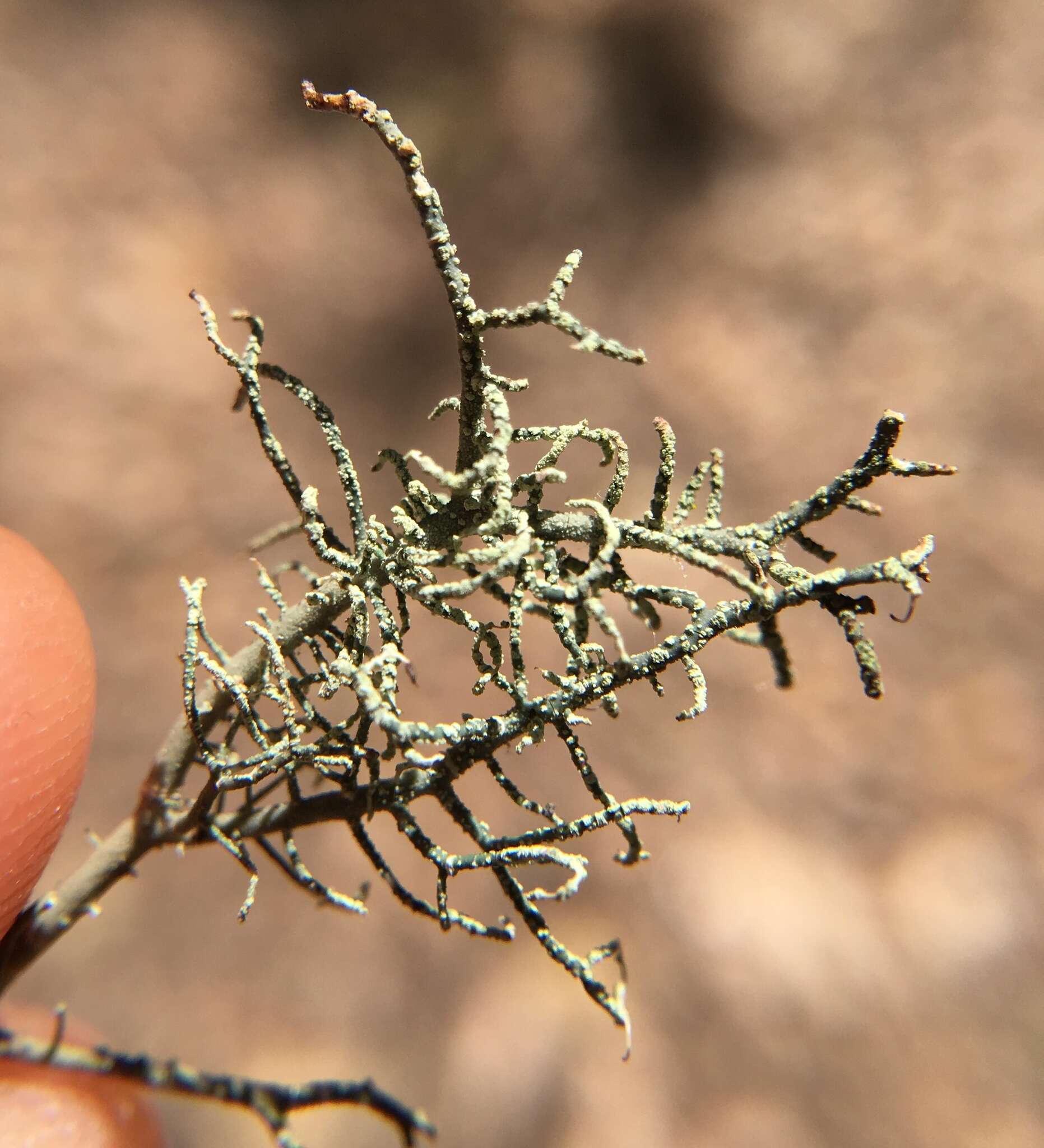 Image of Usnea esperantiana P. Clerc