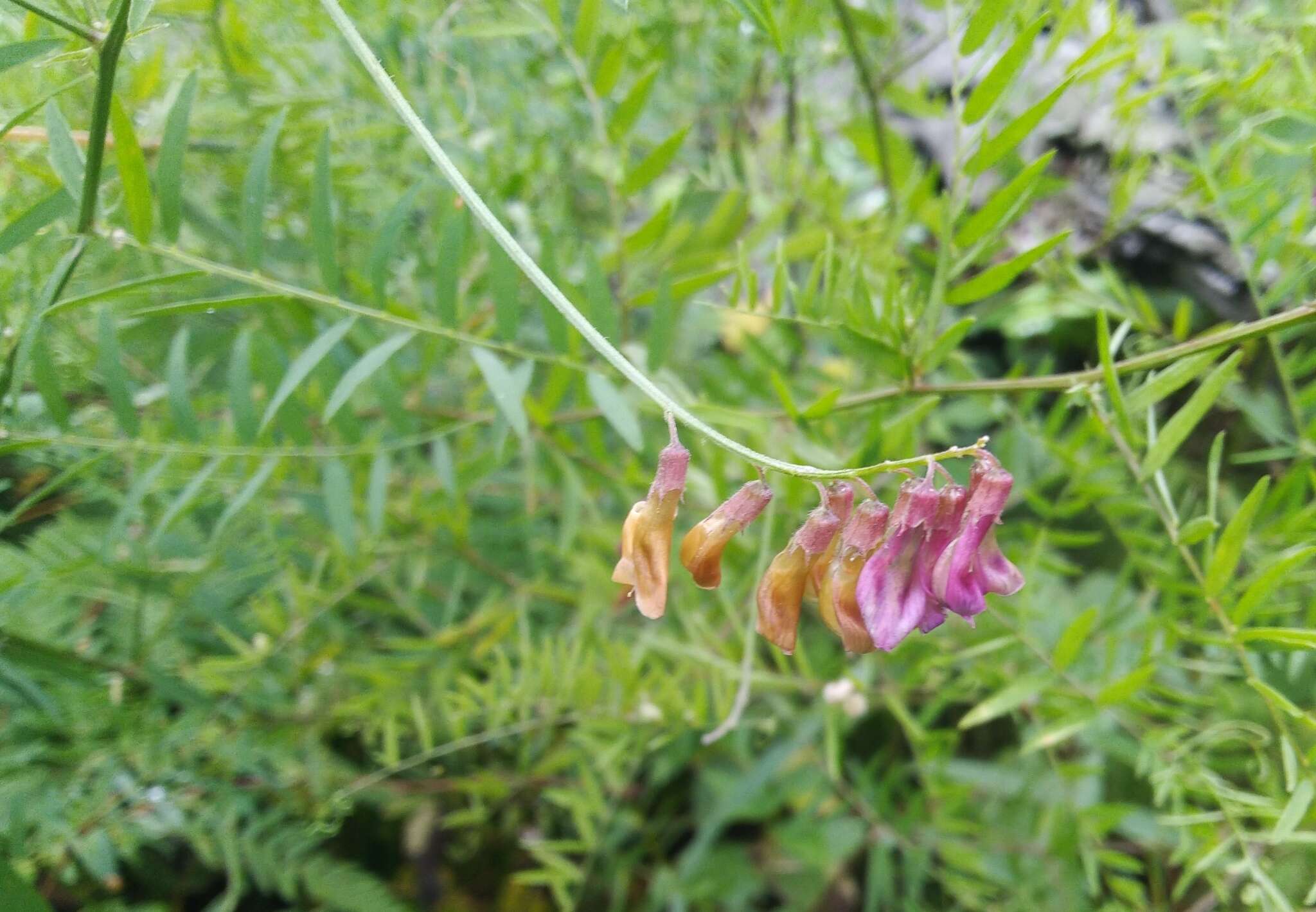 Imagem de Vicia megalotropis Ledeb.