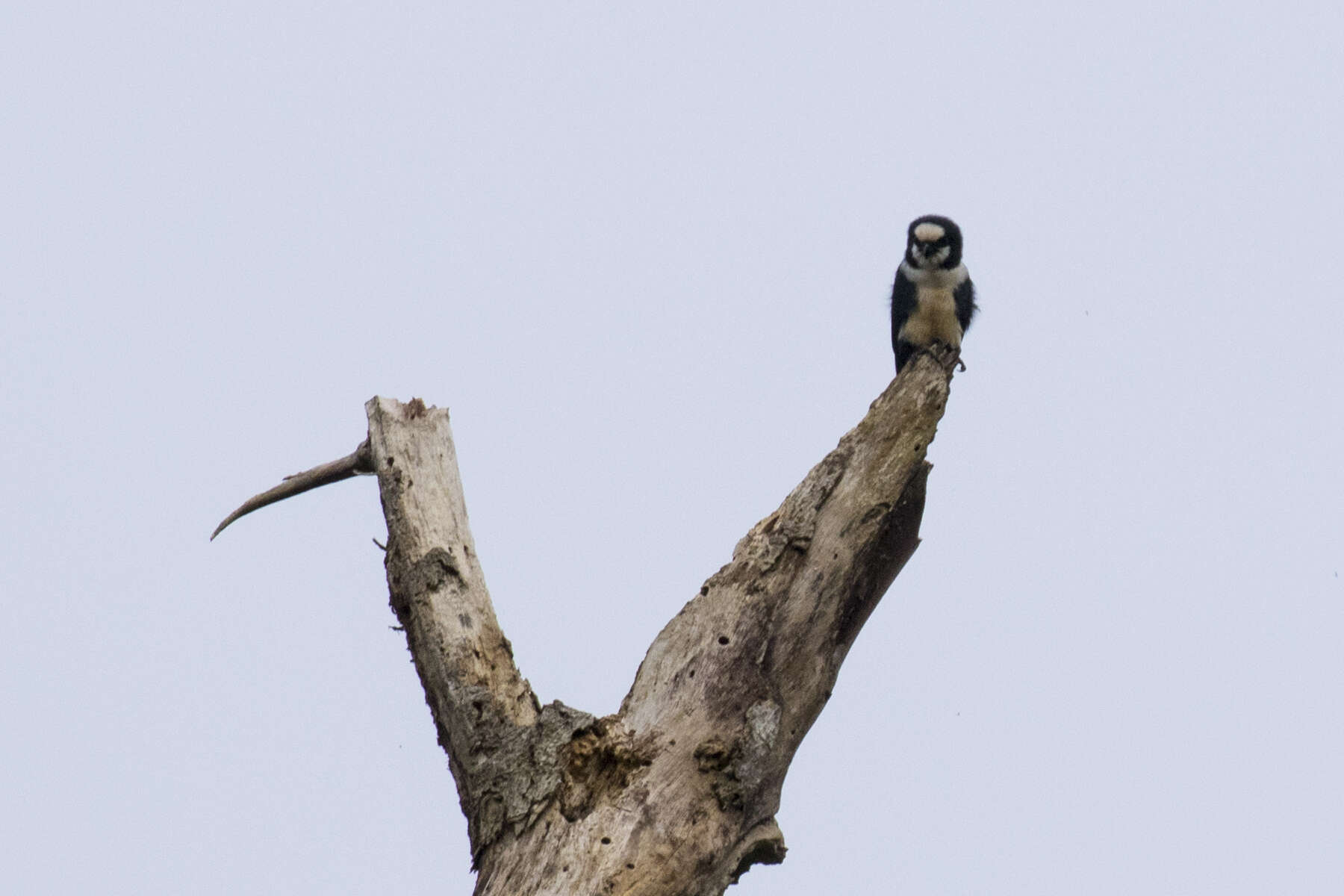 Image of Bornean Falconet