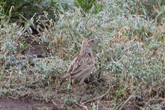 Image of Rufous-naped Lark