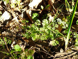 Imagem de Daucus glochidiatus (Labill.) Fischer, C. Meyer & Ave Lall.