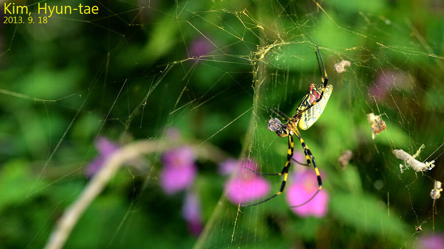 صورة Trichonephila clavata (L. Koch 1878)