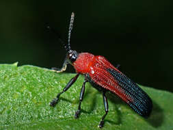 Plancia ëd Chalepus sanguinicollis (Linnaeus 1771)