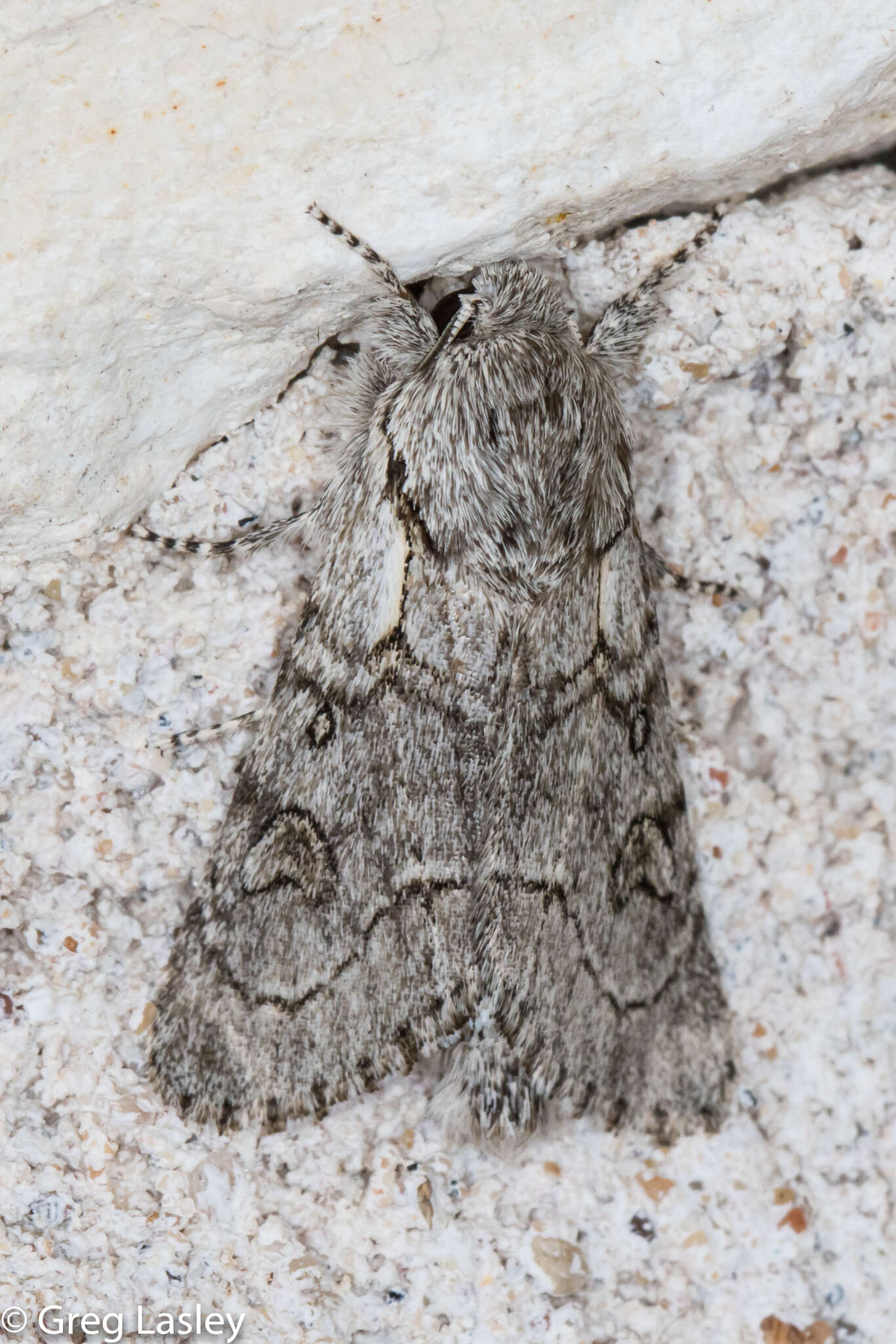 Image of Acronicta tota Grote 1878