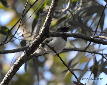 Image of Leaden Flycatcher