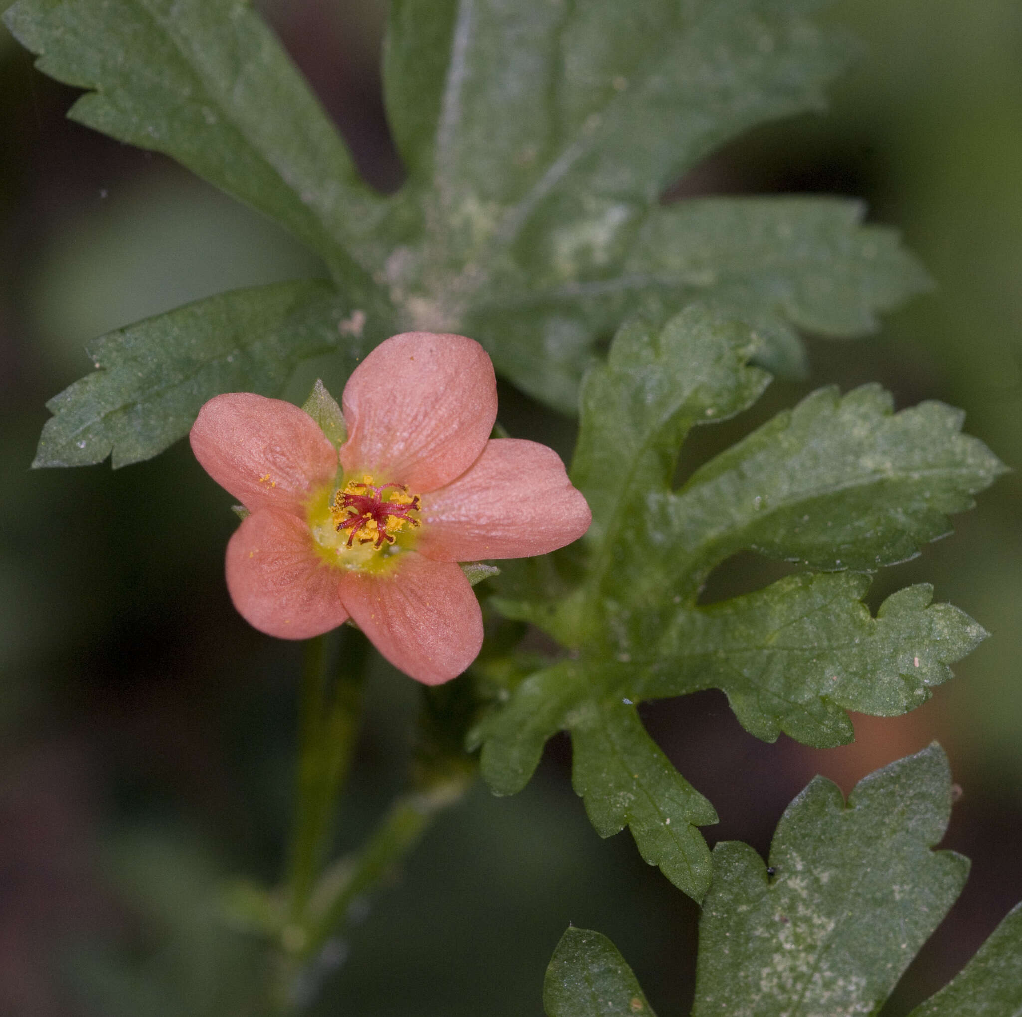 Image of bristlemallow