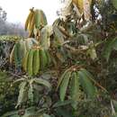 Image of Schefflera trianae (Planch. & Linden ex Marchal) Harms