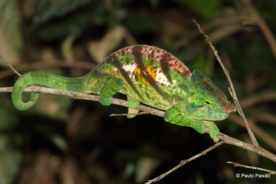 Image of Parson's Chameleon