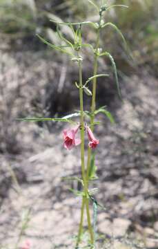 Image of Sesamum triphyllum Welw. ex Aschers.