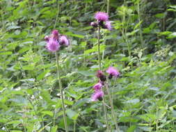Image of Brook Thistle