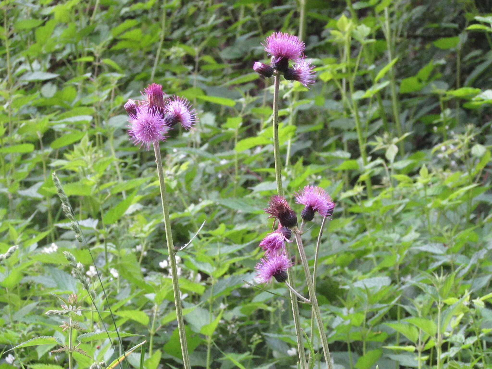 Image of Brook Thistle