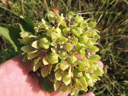 Image of green antelopehorn