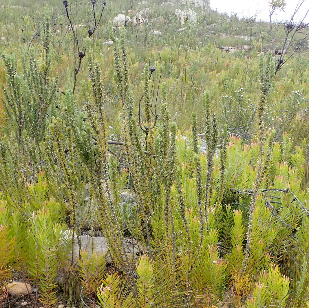 Plancia ëd Aspalathus acanthes Eckl. & Zeyh.