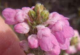 Image of Erica nervata Guthrie & Bolus