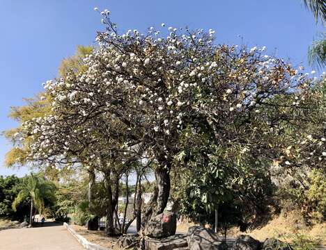 صورة Cordia morelosana Standl.