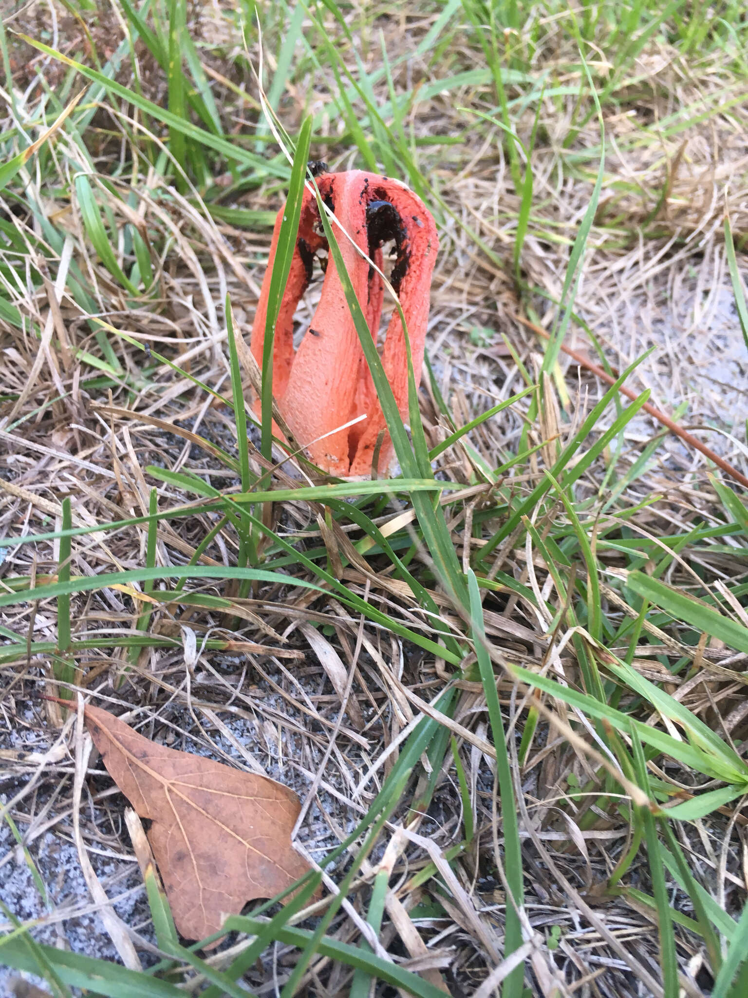 Image of column stinkhorn