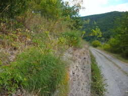 Image of hog's-fennel