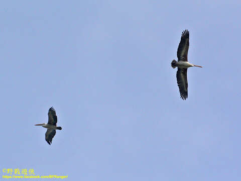 Image of Grey Pelican