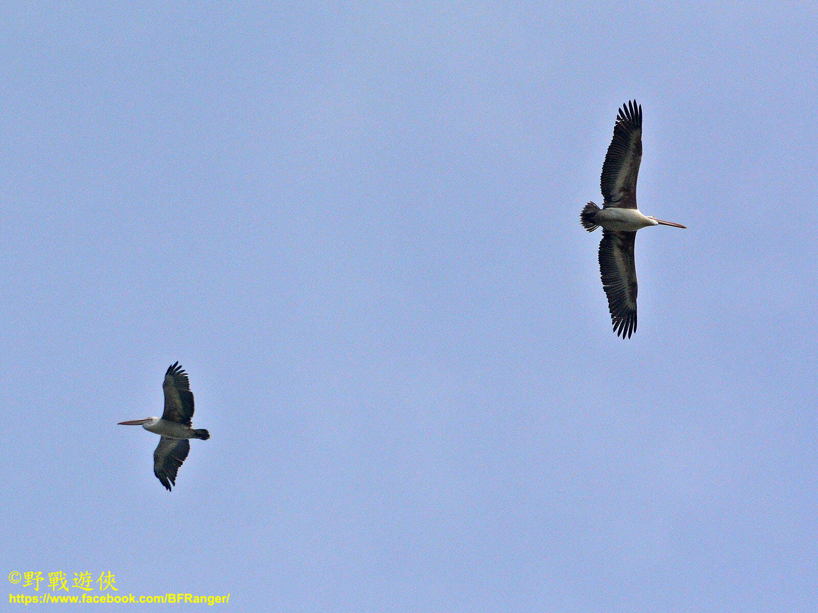 صورة Pelecanus philippensis Gmelin & JF 1789