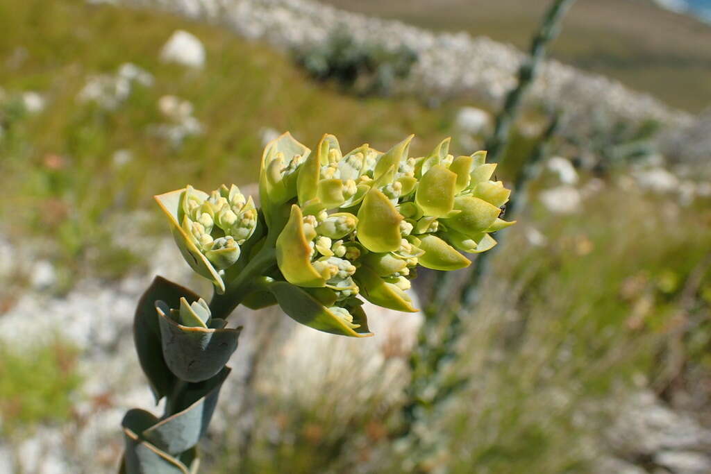 Image of Thesium euphorbioides Berg.