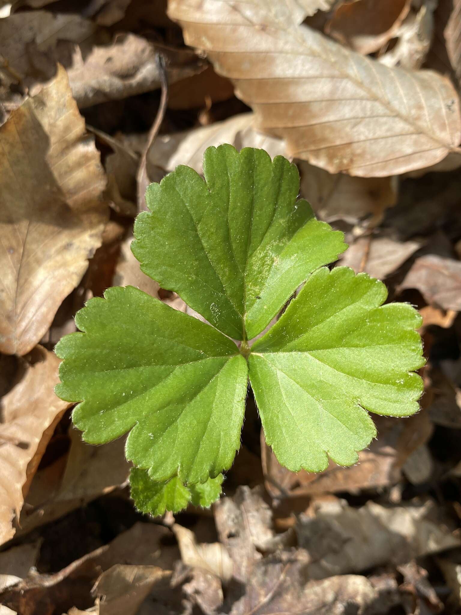 Image of Appalachian barren strawberry